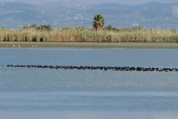 Hiszpańskie atrakcje  przyrodnicze delty rzeki Ebro