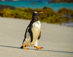 Gentoo penguin walking on beach
