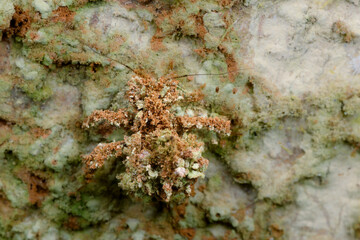 Camouflaged Assassin Bug Nymph on Tree Bark