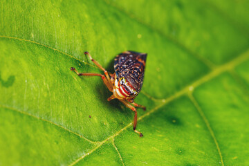 A photo of a colourful tree hopper on green leaf. 