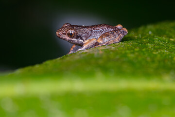 Tiny brown frog resting on green leaf closeup
