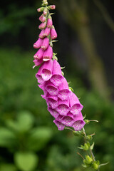 Close up of purple foxglove (Digitalis purpurea) flower blooming in garden