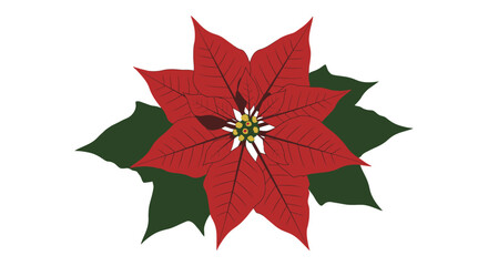 Isolated Poinsettia Flower Illustration with Red Petals and Green Leaves for Christmas