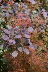 Smoketree (Cotinus coggygria) with purple leaves and fluffy inflorescences after rain