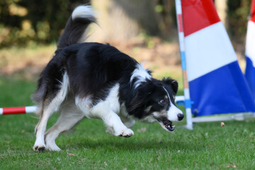 border collie at agility traning