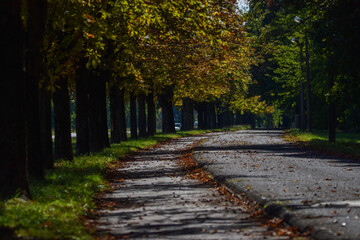 Obraz premium Curving chestnut tree row with bicycle path in autumn colors 