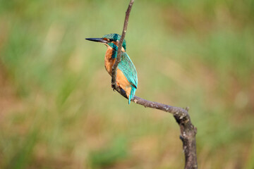 kingfisher on a branch