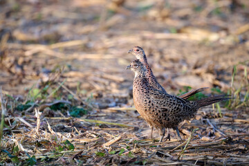 pheasant in the grass