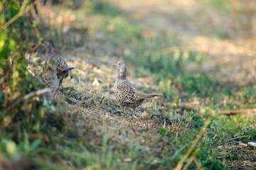 pheasant in the field