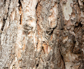 Maritime Pine, Pinus pinaster trunk symbol. Texture made of maritime pine tree bark. Beautiful Maritime Pine, Pinus pinaster trunk background. Conceptual image. Peaceful nature.