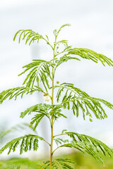 tropical tree