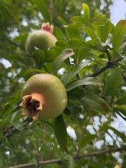 Unripe Pomegranates Growing on Tree with Green Leaves in Natural Outdoor Setting