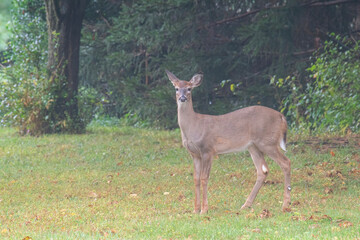 Young Whitetail Doe Stands Near a Treeline on a Misty Morning