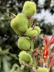 Blooming Canna Lily Plant Showing Green Flower Buds and Fading Petals in Outdoor Garden