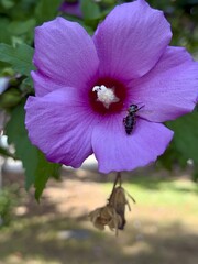 Honeybee resting on a vibrant violet hibiscus flower in a garden