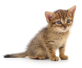 Cute tabby kitten isolated on white background