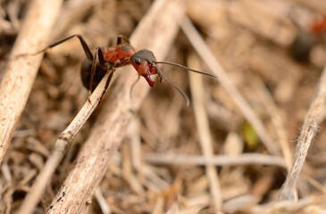 Red wood ant on dry grass close up macro