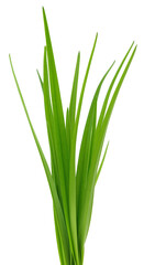 Fresh green grass leaves isolated on white background