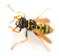 Wasp top view isolated on white background