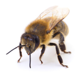 Honey bee isolated on white background