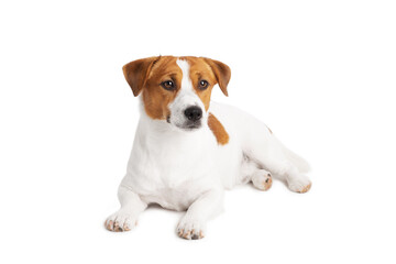 A cute Jack Russell Terrier dog isolated on a white background