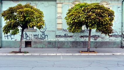 Two trees beside sidewalk in Zrenjanin.