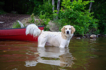 Golden retriever mix dog wadding in the river with a red canoe in the background. Wet dog standing in water with a boat