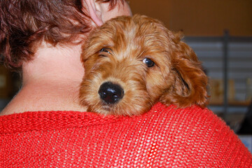 Cute apricot colored golden doodle puppy being held by a person with head snuggled against the neck