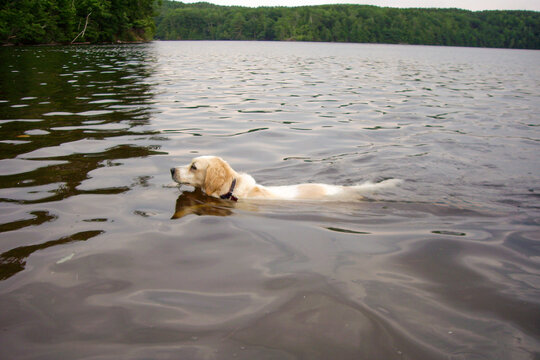 Golden retriever mix dog swimming in the river