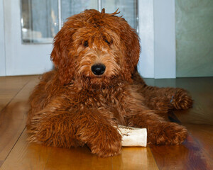Apricot golden doodle puppy laying down with his bone looking at the camera