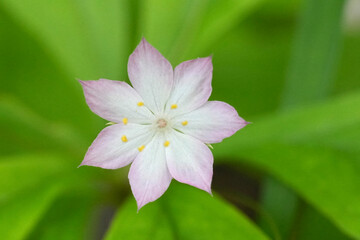 Closeup on the fragile white flower of the Lysimachia latifolia or Trientalis latifolia at Columbia river Gorge, Oregon