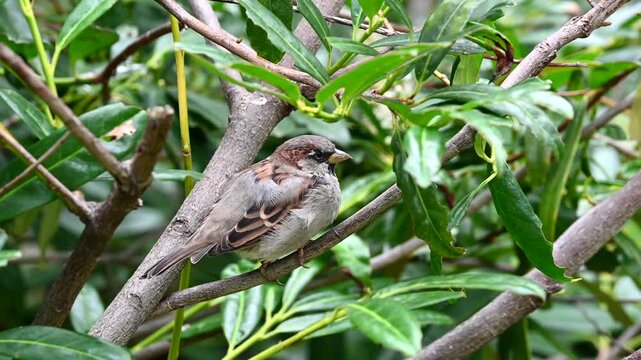 4K HD video of a house sparrow perched on a green leafy bush. The house sparrow (Passer domesticus) is a bird of the sparrow family Passeridae, found in most parts of the world
