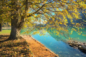 Autumn landscape with tree covered in golden leaves on the shore of turquoise lake in Switzerland....