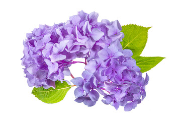 Fototapeta premium Purple hydrangea flower head isolated on a transparent background.