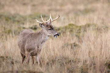 White-tailed deer stag in the páramo grasslands of Ecuador
(A natural portrait of a male white-tailed deer with antlers, photographed in high-altitude páramo habitat, Antisana National Park, Ecuador.)