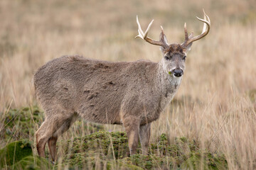 White-tailed deer stag in the páramo grasslands of Ecuador
(A natural portrait of a male white-tailed deer with antlers, photographed in high-altitude páramo habitat, Antisana National Park, Ecuador.)