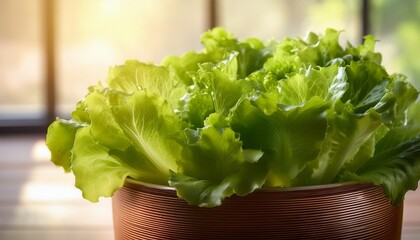 Lettuce In A Pot