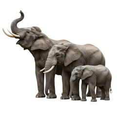 A family of three African elephants, an adult, juvenile, and calf, standing together in a row against a clean white background.