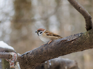 Close up of a sparrow sitting on a tree branch in winter in a park. Wildlife, Birds