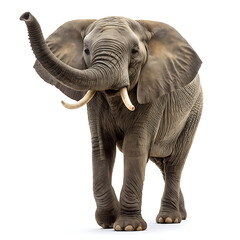 Obraz premium A full body shot of an african elephant with its trunk raised on a plain white background in a studio shot
