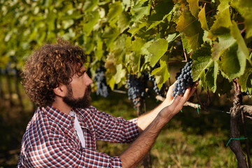 A person with curly hair inspects ripe grape clusters on the vine in a family vineyard. This scene captures the essence of traditional wine production in a sunny landscape.