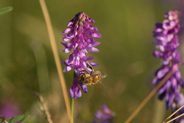 Bee on wildflower on spring evening in Germany.