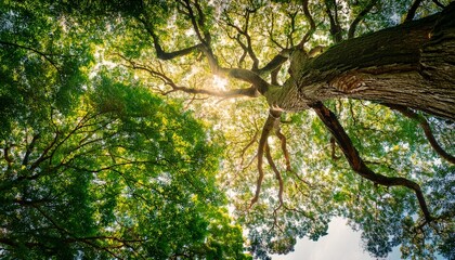 Low Angle Shot Of Tree Background