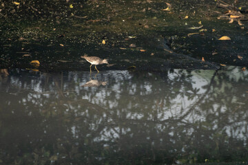 Wood Sandpiper or Tringa glareola wading in wetland at Thane Maharashtra