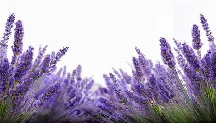 Banniere Avec Des Fleurs De Lavande Sur Fond Transparent