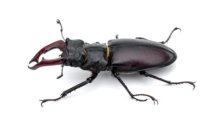Close-up of a stag beetle
