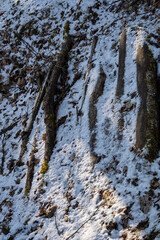 Wooden logs partially covered with snow on a forest hillside in winter season.