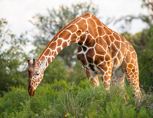 A Reticulated Giraffe (Giraffa reticulata) walking and feeding in the savannah of Samburu National Reserve, Kenya 