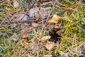 Close-up view of forest floor covered with fallen leaves, pine needles, and moss, revealing a small burrow entrance, showcasing natural habitat and wildlife interaction