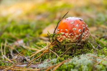 Vibrant red mushroom with white spots emerges from lush green moss in a forest setting, surrounded by fallen pine needles and soft natural light, showcasing nature's beauty